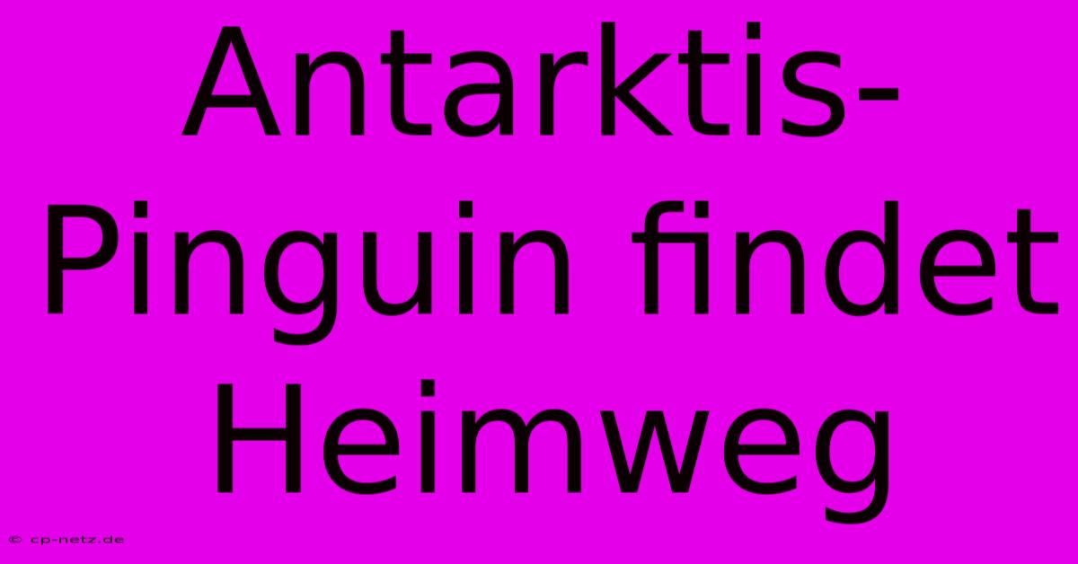 Antarktis-Pinguin Findet Heimweg