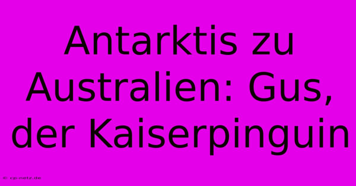 Antarktis Zu Australien: Gus, Der Kaiserpinguin