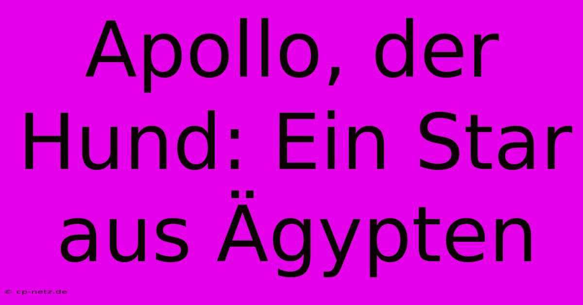 Apollo, Der Hund: Ein Star Aus Ägypten