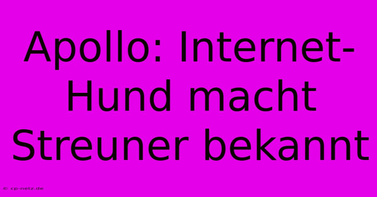 Apollo: Internet-Hund Macht Streuner Bekannt