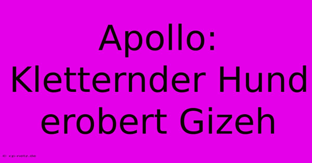 Apollo: Kletternder Hund Erobert Gizeh