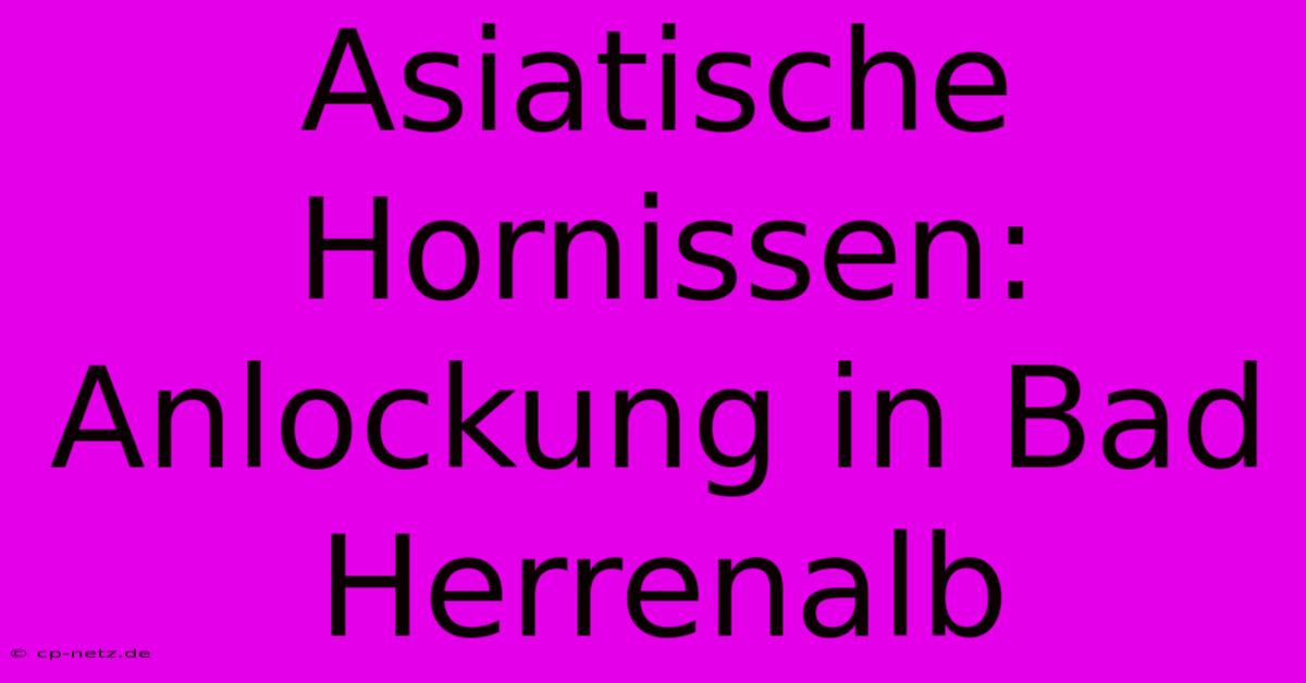 Asiatische Hornissen: Anlockung In Bad Herrenalb