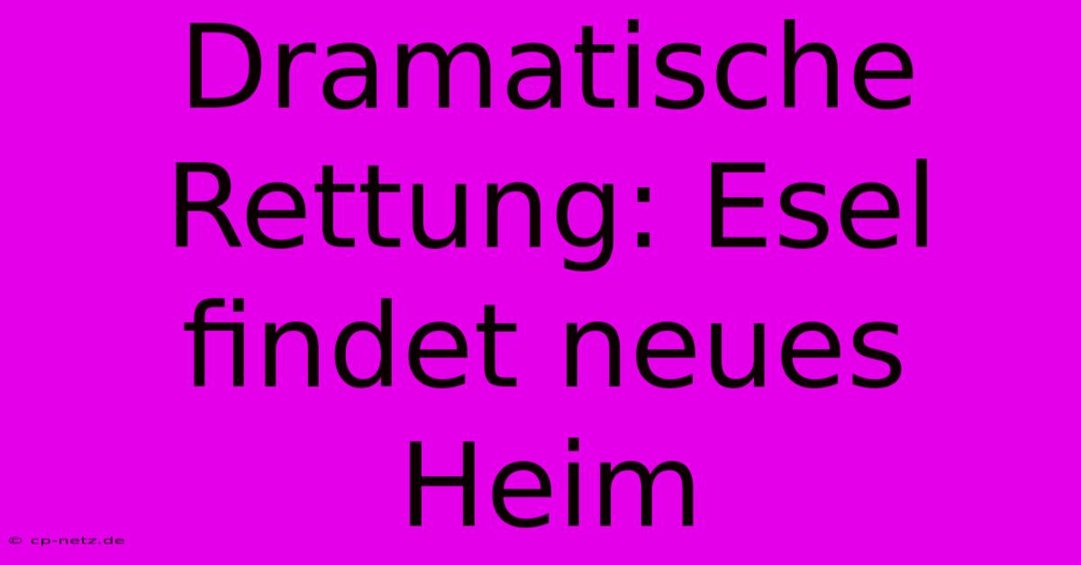 Dramatische Rettung: Esel Findet Neues Heim