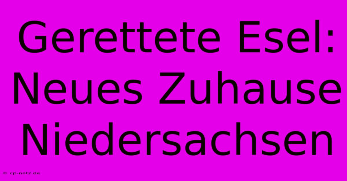 Gerettete Esel: Neues Zuhause Niedersachsen