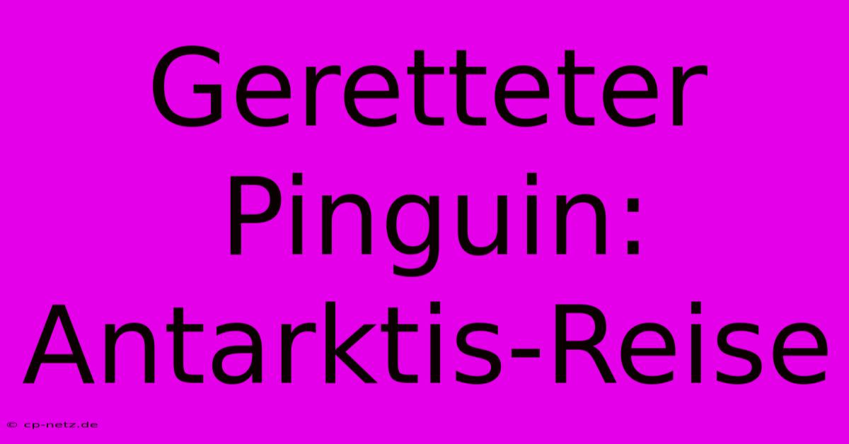 Geretteter Pinguin: Antarktis-Reise