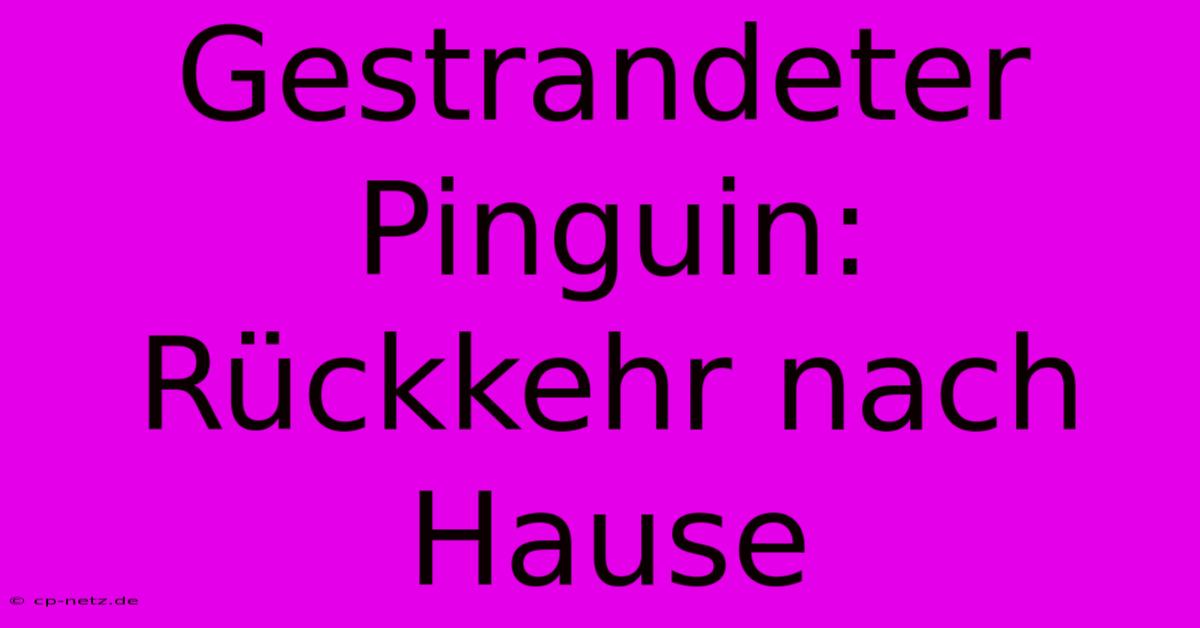 Gestrandeter Pinguin: Rückkehr Nach Hause