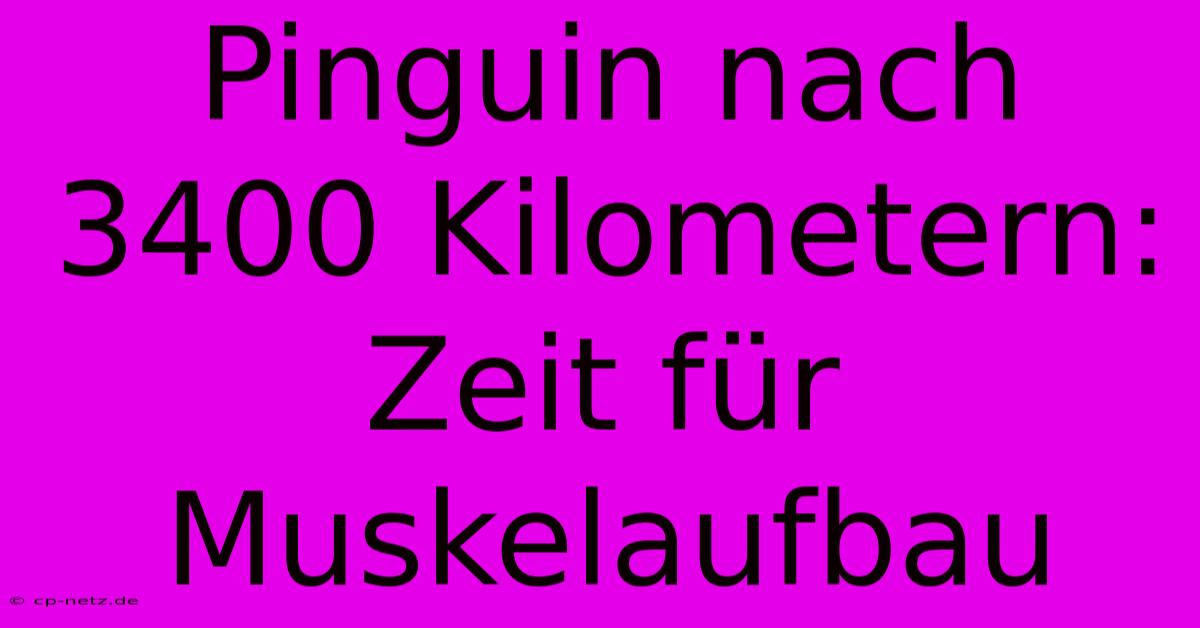 Pinguin Nach 3400 Kilometern: Zeit Für Muskelaufbau 