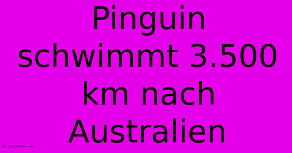 Pinguin Schwimmt 3.500 Km Nach Australien 