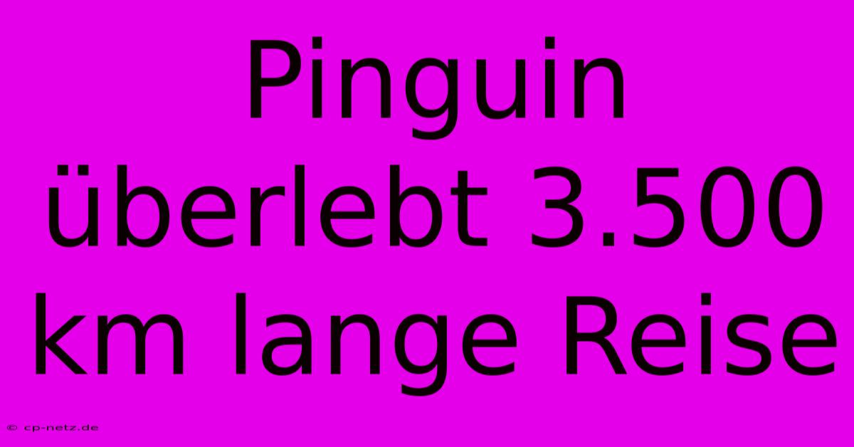 Pinguin Überlebt 3.500 Km Lange Reise