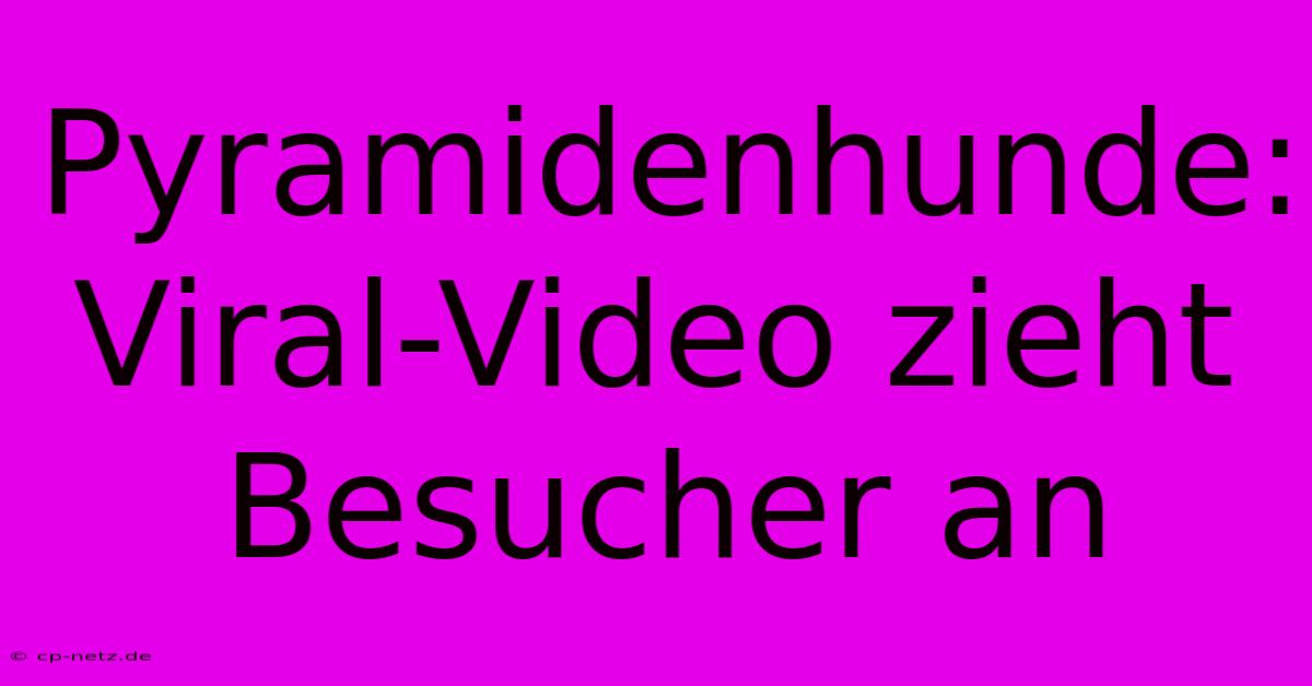 Pyramidenhunde: Viral-Video Zieht Besucher An