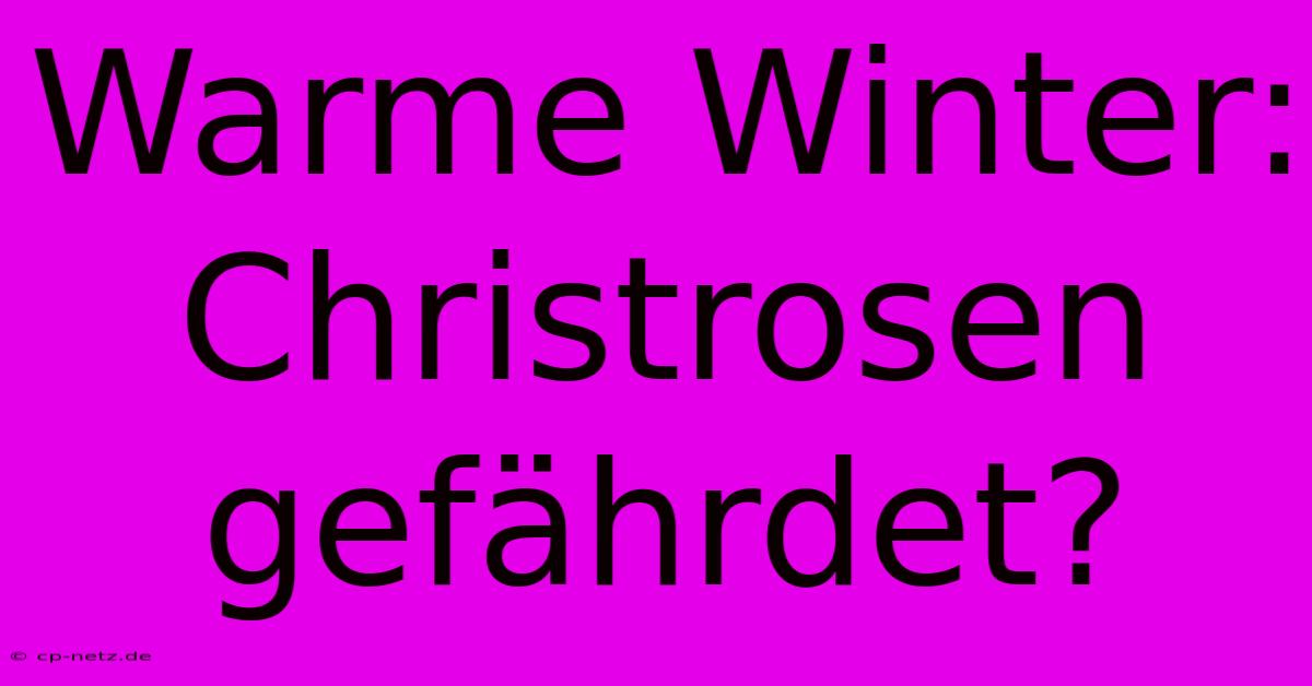 Warme Winter: Christrosen Gefährdet?