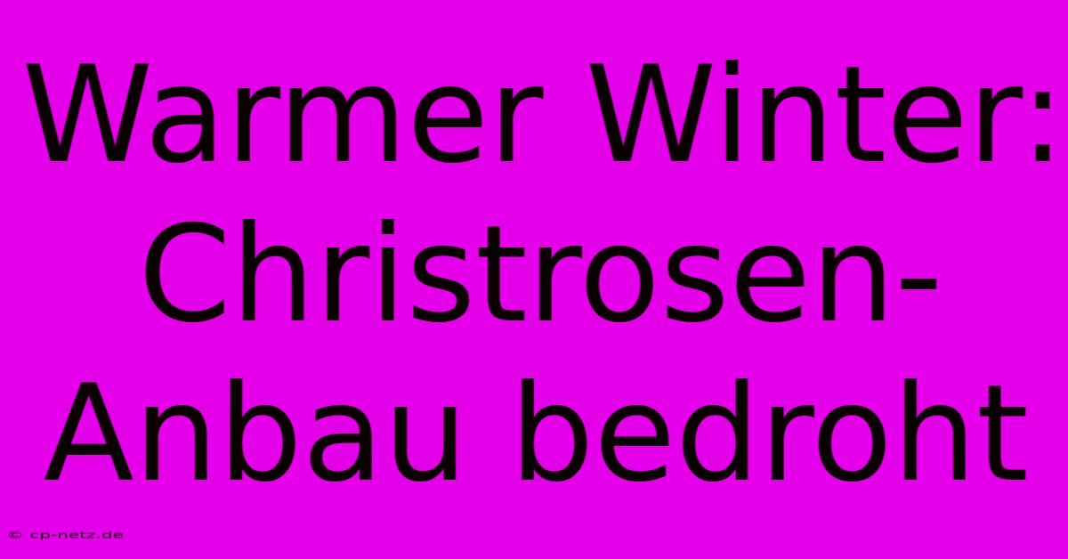 Warmer Winter: Christrosen-Anbau Bedroht